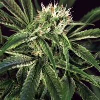 Amnesia #7 Feminised Cannabis Seeds