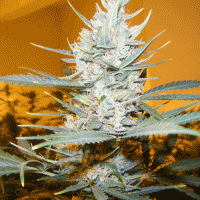 Amphetamine Auto Feminised Cannabis Seeds | Cream Of The Crop