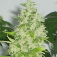  Buy Apothecary Genetics Kem G Regular Cannabis Seeds