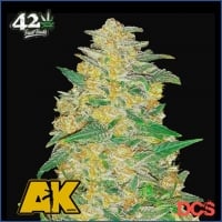 Auto AK Feminised Cannabis Seeds | Fast Buds Originals