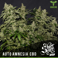 Auto Amnesia CBD Feminised Cannabis Seed | Shortstuff Seeds