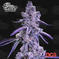 Auto Blue Nerdz Cannabis Seeds - Terp Treez