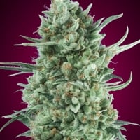 Auto Bubble Gum XXL Feminised Cannabis Seeds | OO Seeds