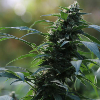 Auto CBG Nectar Feminised Cannabis Seeds | Original Sensible Seeds