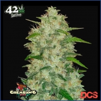 Auto Chemdawg Feminised Cannabis Seeds | Fast Buds Originals