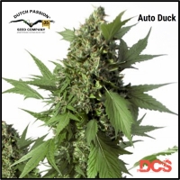  Auto Duck Feminised Cannabis Seeds | Dutch Passion