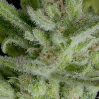 Auto Gelato Feminised Cannabis Seeds | Big Head Seeds