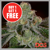 Auto Girl Scout Cookies Cannabis Seeds | Discount Cannabis Seeds