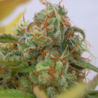 Auto Gorilla Glue #4 Feminised Cannabis Seeds | Original Sensible Seeds