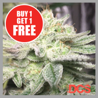 Auto Gorilla Glue Cannabis Seeds | Discount Cannabis Seeds