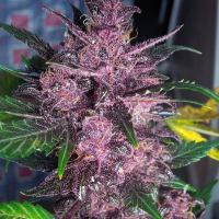 Auto Mendo Mass Feminised Cannabis Seeds | Critical Mass Collective Seeds