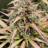 Auto Monster Breath Feminised Cannabis Seeds | Critical Mass Collective Seeds