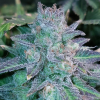 Auto Purple Skunk Feminised Cannabis Seeds | Critical Mass Collective Seeds