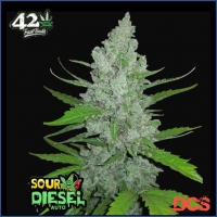 Auto Sour Diesel Feminised Cannabis Seeds | Fast Buds Originals