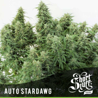 Auto Stardawg Feminised Cannabis Seed | Shortstuff Seeds