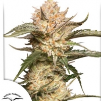 Auto Trichome and Cream Feminised Cannabis Seeds | Dutch Passion
