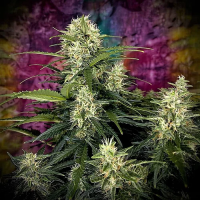 Auto Truffle Berry Feminised Cannabis Seeds | Top Shelf Elite