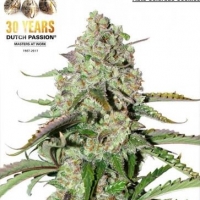 Auto Ultimate Feminised Cannabis Seeds| Dutch Passion 
