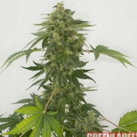 Automatic Silver Haze Feminised Cannabis Seeds | GreenLabel Seeds