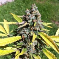 Auto AK Feminised Cannabis Seeds | C.B.D Seeds