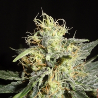 Automatic Mary Feminised Cannabis Seeds | GreenLabel Seeds