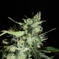 Automatic Widow Feminised Cannabis Seeds | GreenLabel Seeds