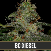 BC Diesel Feminised Cannabis Seeds | Blim Burn Seeds