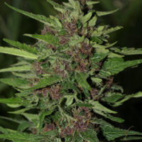 BC Early Blueberry Feminised Cannabis Seeds | Next Generation Seeds