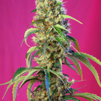 Black Jack CBD Feminised Cannabis Seeds | Sweet Seeds