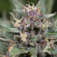 Bluehell Auto Feminised Cannabis Seeds | Medical Seeds