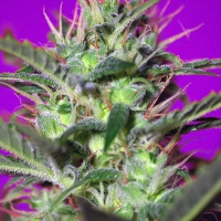 Botafumeiros Feminised Cannabis Seeds | Sweet Seeds