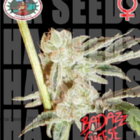 Badazz Cheese Feminised Cannabis Seeds | Big Buddha Seeds 