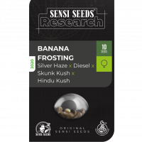 Banana Frosting Feminised Cannabis Seeds - Sensi Seeds Research