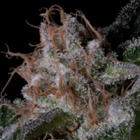 Blueberry Crystal Gelato Feminised Cannabis Seeds | Big Head Seeds