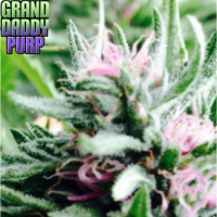 Bay Thunderbolt Regular Cannabis Seeds | Grand Daddy Purp
