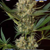 NLX Special Feminised Cannabis Seeds | Kera Seeds