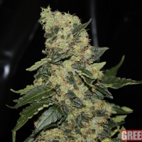 Berry Delight Feminised Cannabis Seeds | GreenLabel Seeds