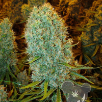 Big Bazooka Feminised Cannabis Seeds - Anesia Seeds