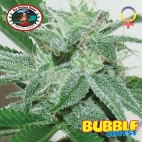 Bubble Cheese Feminised Cannabis Seeds | Big Buddha Seeds 