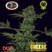 Cheese Automatic Feminised Cannabis Seeds | Big Buddha Seeds 