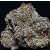 Grandaddy Purple Feminised Cannabis Seeds | Big Head Seeds