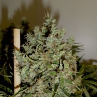 Big Jack Feminised Cannabis Seeds | GreenLabel Seeds
