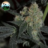 Biscotti Peach Feminised Cannabis Seeds - Cali Weed