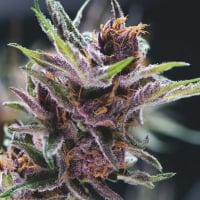 Black Cherry Punch Feminised Cannabis Seeds | Pyramid Seeds USA Range