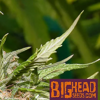 Zkittelz Feminised Cannabis Seeds | Big Head Seeds