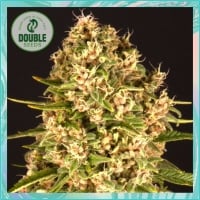 Blue Cheese - Double Seeds