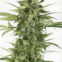 Blue Cheese Auto Feminised Cannabis Seeds - Dinafem Seeds