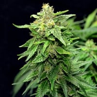 Blue Cindy Feminised Cannabis Seeds | G13 Labs
