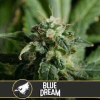 Blue Dream Feminised Cannabis Seeds | Blim Burn America