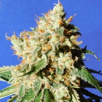 Blueberry Cookies Auto Feminised Cannabis Seeds | Original Sensible Seeds